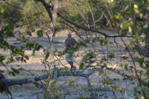 The endangered Thuto bird 